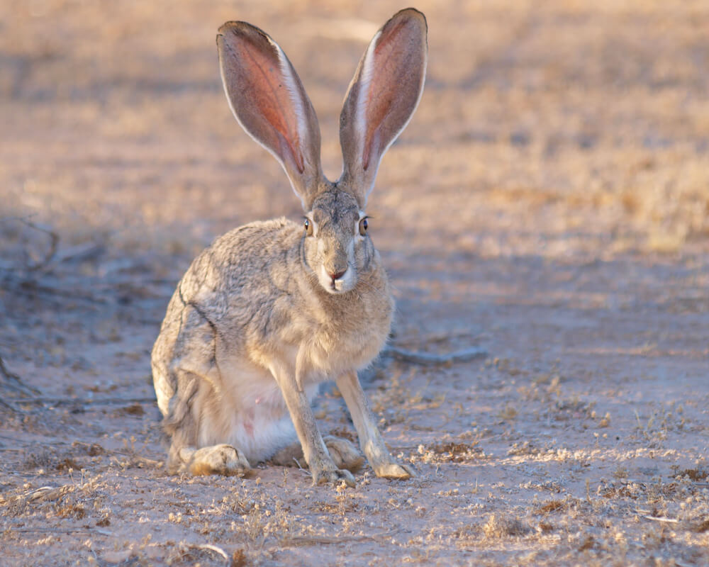 wildlife in coral pink sand  dunes in utah