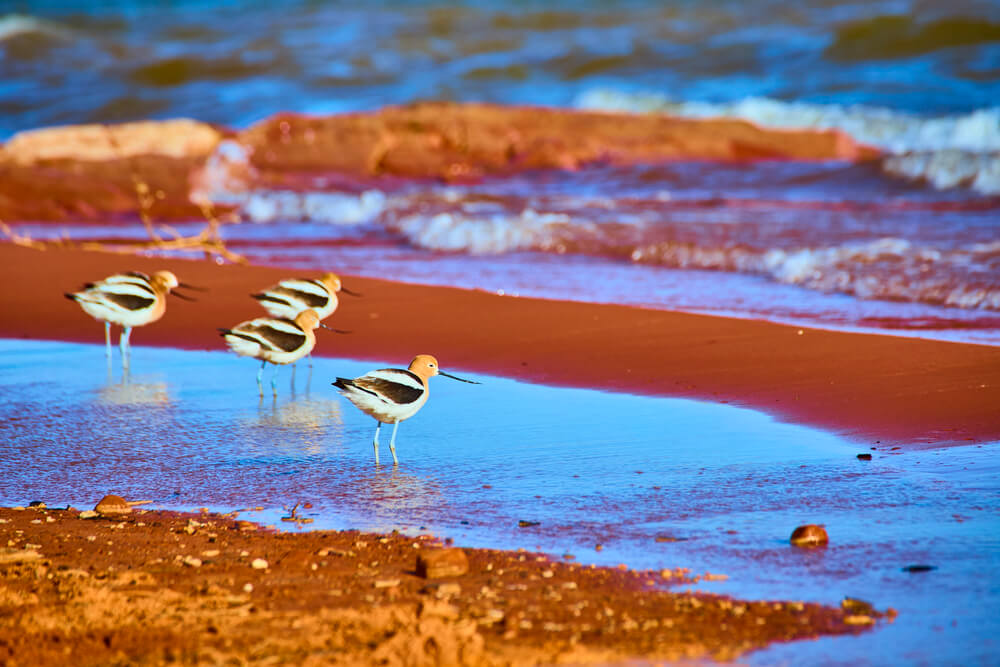 wildlife near rv camping site in sand hollow state park
