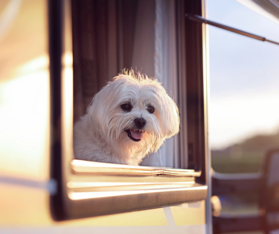 zion national park lodging pet friendly