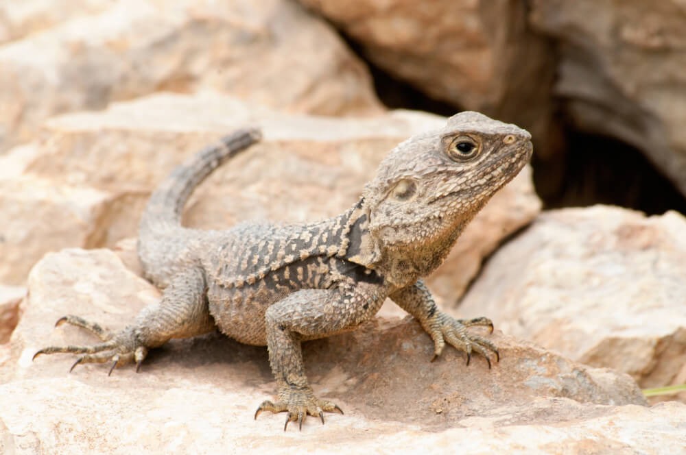 A desert lizard by some rocks near Little Black Mountain Petroglyph Site.