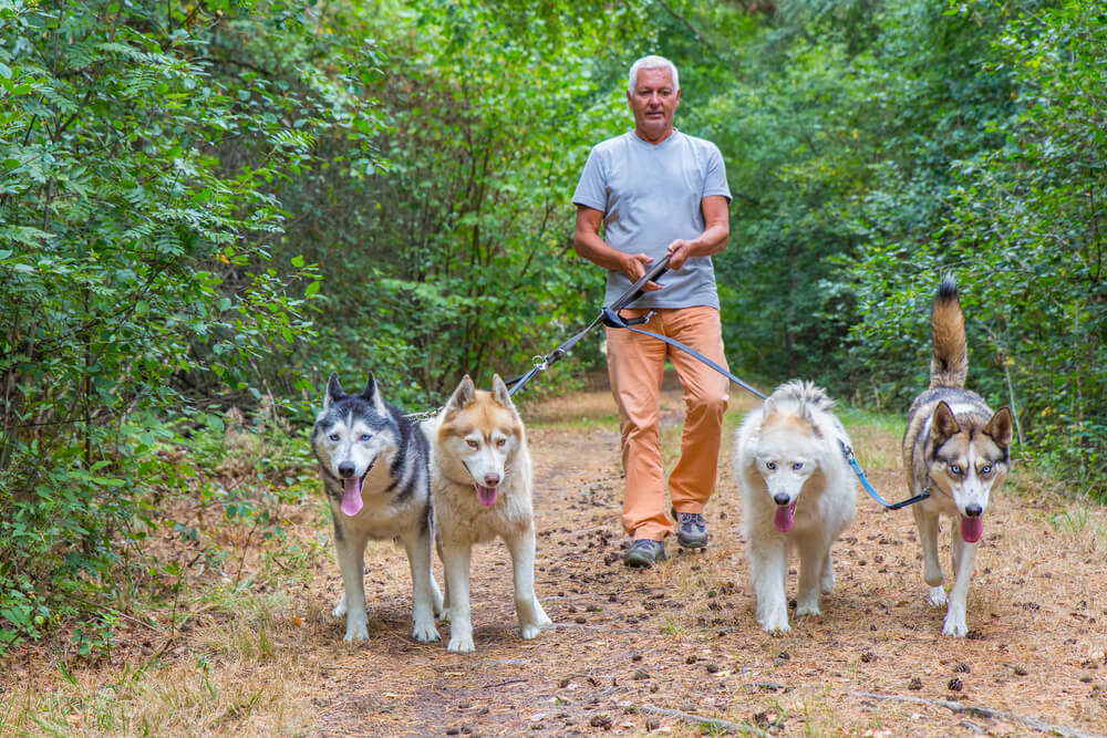 Here are dog-friendly hikes near Zion National Park.