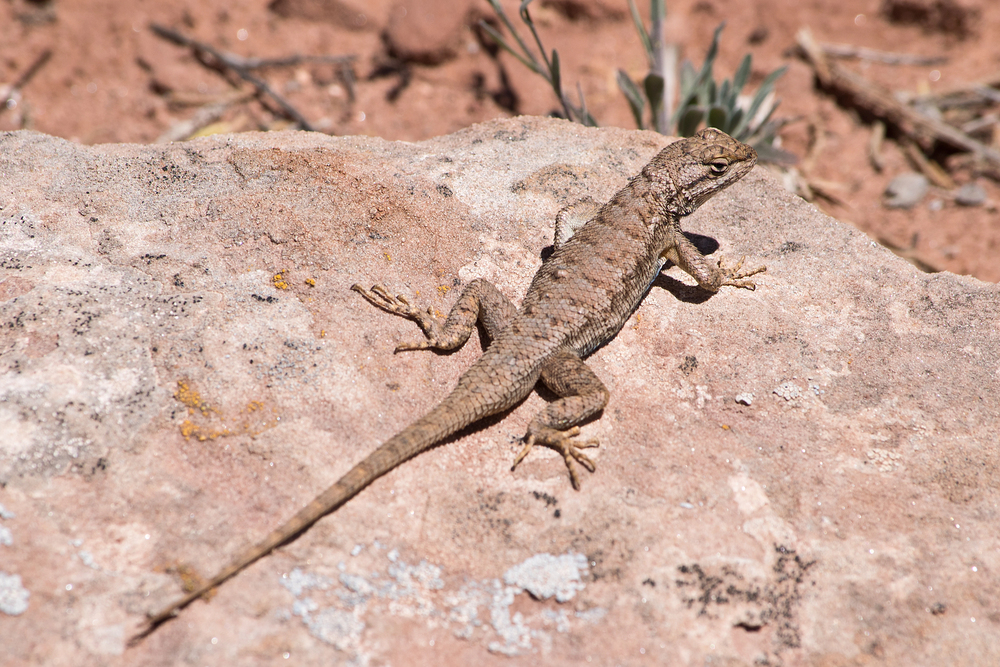 utah desert widlife in southern utah