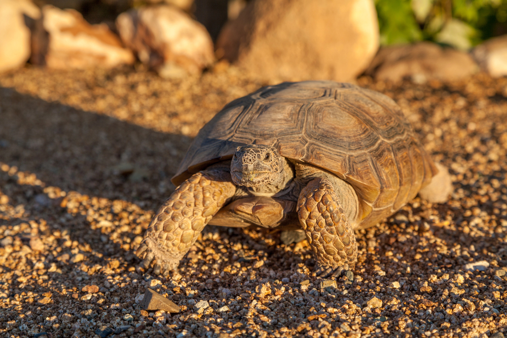 wildlife in cottonwood canyon wilderness