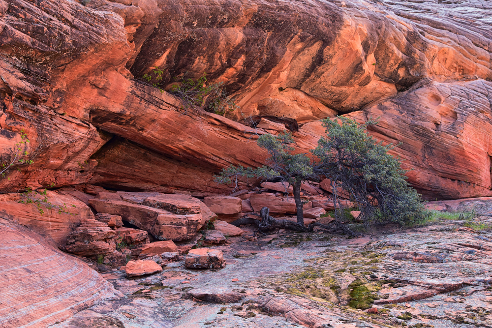 cottonwood canyon in red cliffs national conservation area