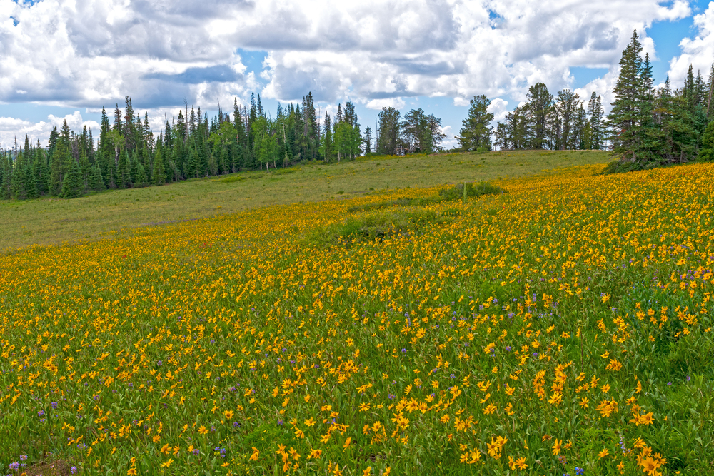 wildflowers at cedar breaks national monument