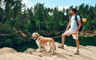 Are Dogs Allowed in Zion National Park?