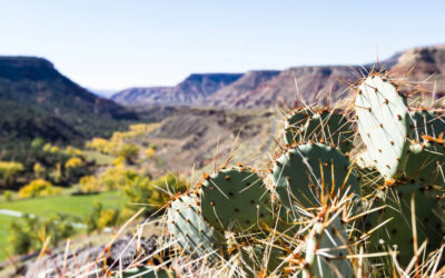 6 Things To Do in Springdale, Utah (Besides Zion)