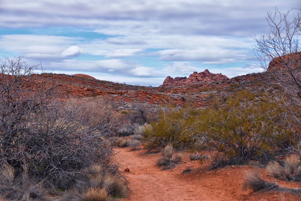 hiking near red cliffs national conservation area