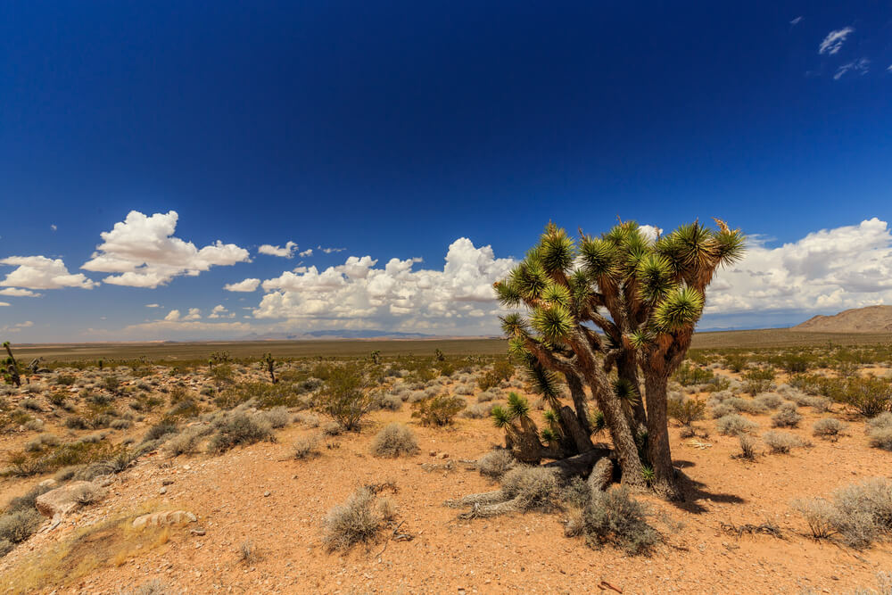Mojave Desert Joshua Tree Road scenic backway is part of the Beaver Dam Wash area.
