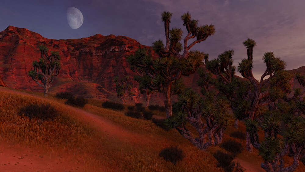 Joshua Tree National Monument looks lovely in late day light in the Beaver Dam Wash National Conservation Area.