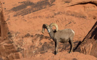 Quick Guide To Animals You May See in Zion National Park