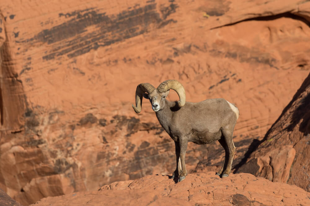 Bighorn sheep and mule deer are two types of animals in Zion National Park.