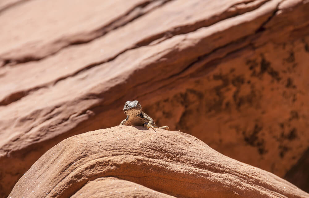 Mule deer, red-tailed hawks, and a variety of lizards are all animals in Zion National Park.