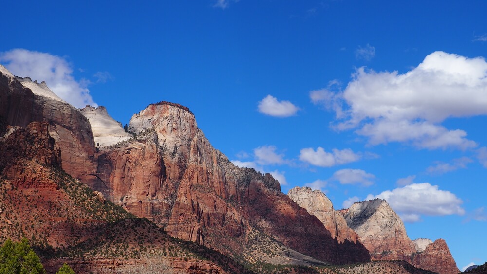 A stay at Settler's Junction puts you in the perfect place to experience animals in Zion National Park.