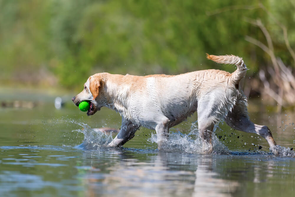 Dogs are allowed at Quail Lake State Park.
