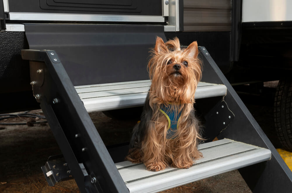 This is just one of the best dog friendly camping options in Southern Utah.