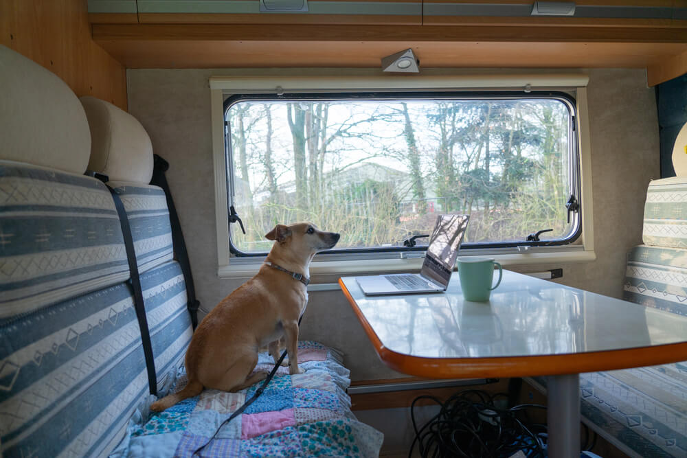 Settler's Junction RV is an excellent choice for dog friendly camping Southern Utah.